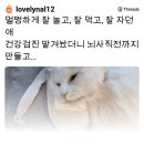 노견 노묘 건강검진 받다가 사망하는 경우 은근 있나봐.. 이미지
