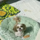 형곡로 | 멍뜰리에 :: 구미 강아지 미용 형곡동 애견미용 잘하는 곳 가위컷 미용 후기