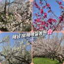 농업회사법인(주)주안농원 | 전남 매화 명소 해남 보해매실농원: 광주 근교 주말 나들이 꽃 구경 2026 개화 정보
