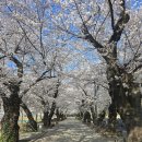 다목적광장 공중화장실 | 울산 울주 작천정 벚꽃길 2026 실시간 개화상황🌸 만개 타이밍 [울주 벚꽃코스1]