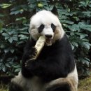 ﻿World’s oldest giant panda in captivity dies in Hong Kong 이미지