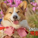 수상한누나네