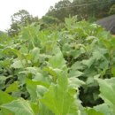 신안농장 이미지