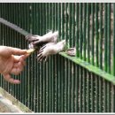 너구리pc 이미지