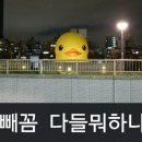 오키더키 이미지