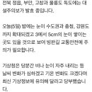 맹추위 속 큰 눈 조심…중부 한파특보·호남 대설특보 이미지