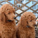 푸들푸들 이미지