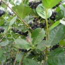 영팔농장 이미지