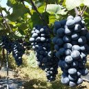 김준식농장 이미지