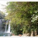 제주 천지연 담팔수 자생지 이미지