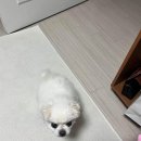 휴가 (3) 노량진 부안꽃게, 마지막 쇼핑, 신알쌈쭈꾸미가, 청와대갈비, 인천공항 짜장면 맛집 영빈루...
