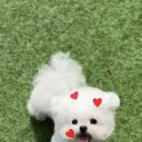 A. DOG(어독) 이미지