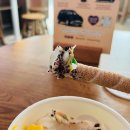 요치요치 이미지