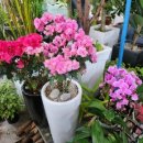 샤론화원 이미지