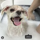 mama 펫살롱 이미지