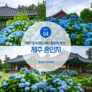 제주 수국 명소 제주 혼인지 후기 수국축제 주차 입장료