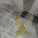 24시폴동물병원 | 강아지 설사 계속될 때… 결국 새벽 24시 동물병원 다녀온 후기 (장염)