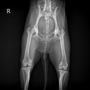 센트럴동물병원 이미지