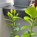 바디신스튜디오 이미지