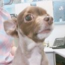 봄사랑 동물병원 이미지