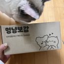 고양이 영양제 추천 기호성 좋은 영양제 푸자 바이탈리티 스킨 트릿 포 켓