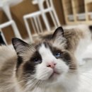 폴인캣츠 이미지