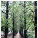 대구 성서 호산공원에 있는 메타세콰이어길 & 이곡동의 장미공원 이미지