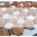 정아네식품 | 오늘 낳은 자연방사 동물복지 유정란 &#39;정아네자연산유정란&#39;