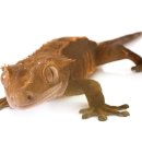 올바른 동물병원 이미지