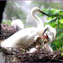 백로서식지 이미지