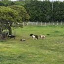 한국마사회 제주육성목장 동물병원 이미지