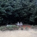 섬진강 편지 / 천개의 향나무 숲 이미지