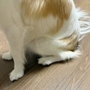 관절 근육 강화 운동 | MEDIPUPPY 메디퍼피 강아지 관절 근육 영양제 산책 후 꾸준히 급여한 후기🦴💊