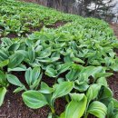 청정농장 이미지