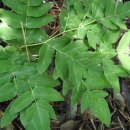 제주도 고비 이미지