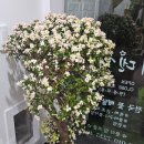 에덴플라워 이미지