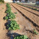 백봉파이프 이미지