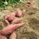 춘선농장 이미지