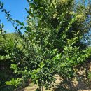 함안군농업기술센터 가야권 농기계임대사업소 | 25년 유자나무 마지막 제초 작업!(25년 유자 유목 키우기 총평) 2025.10.24