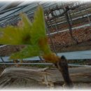 옥산농원 이미지