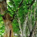 나무랑숲 이미지