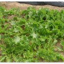 현일농장 이미지