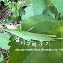 섬서구메뚜기 도솔산 이미지