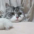 까치공원 앞 이미지