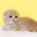 강남고양이분양 나비캣 이미지