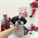 비마인 독 이미지