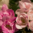 프리지아A 이미지