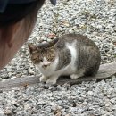 강릉제일오토 | 경남 거창 | 덕유산 ‘산중오토캠핑장’ 후기 (초대하지 않은 손님, 바선생과 함께..)
