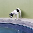 데이즈동물의료센터 이미지