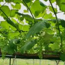 별별농장 이미지